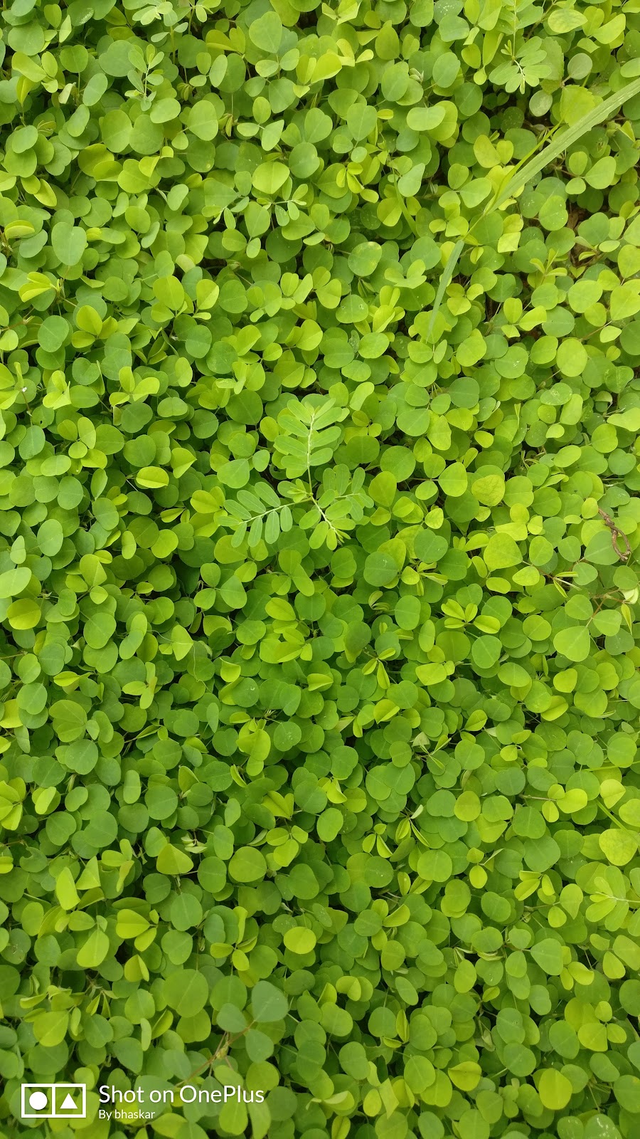 Kothapalli Sri Rama Temple