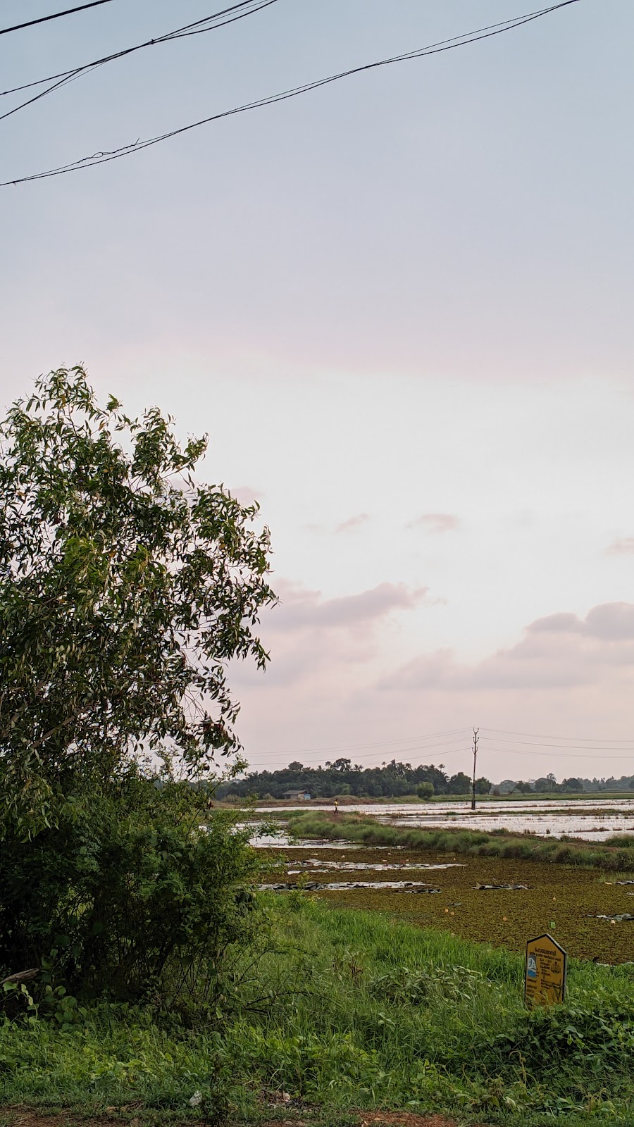 Paddy Fields Viewpoint