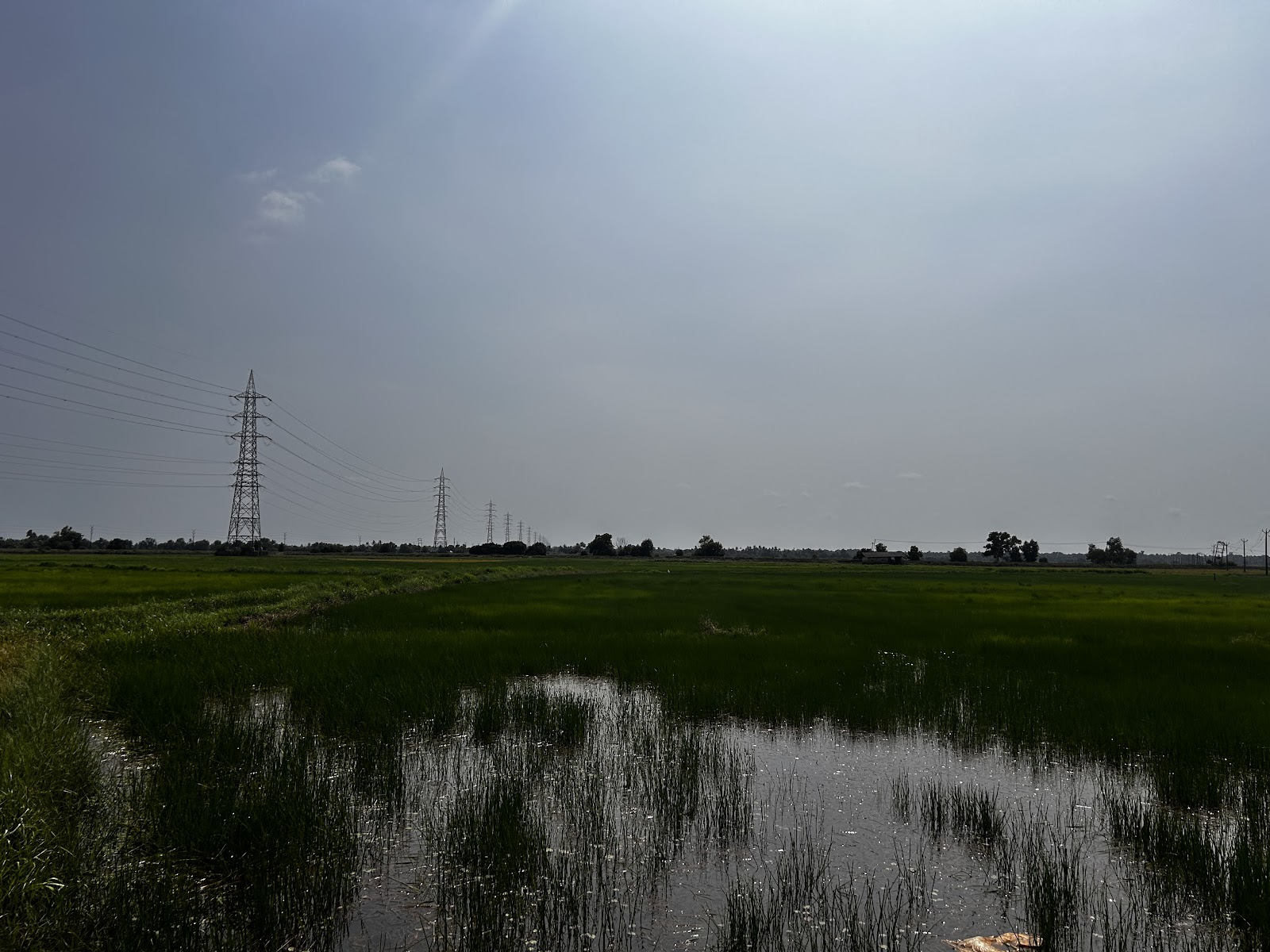 Paddy Fields Viewpoint