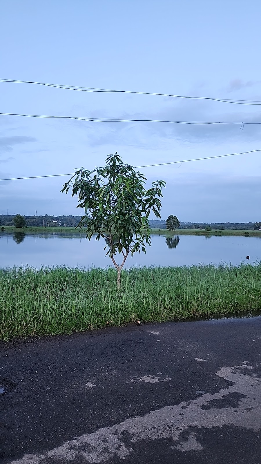 Paddy Fields Viewpoint