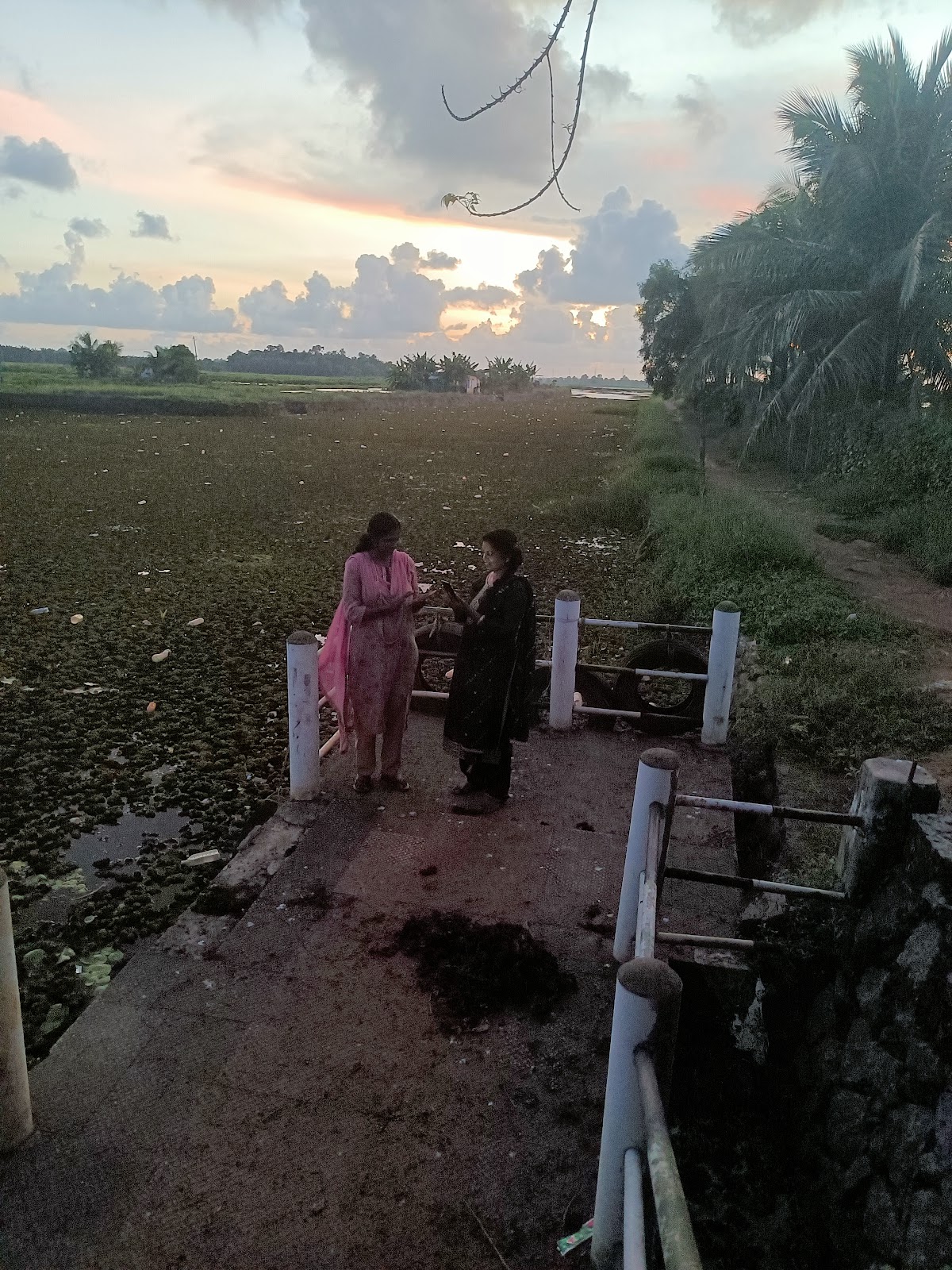 Paddy Fields Viewpoint
