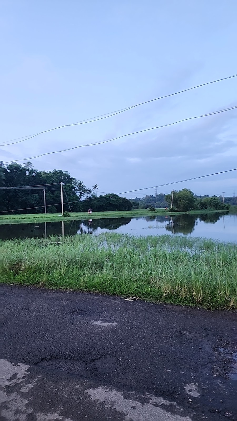 Paddy Fields Viewpoint