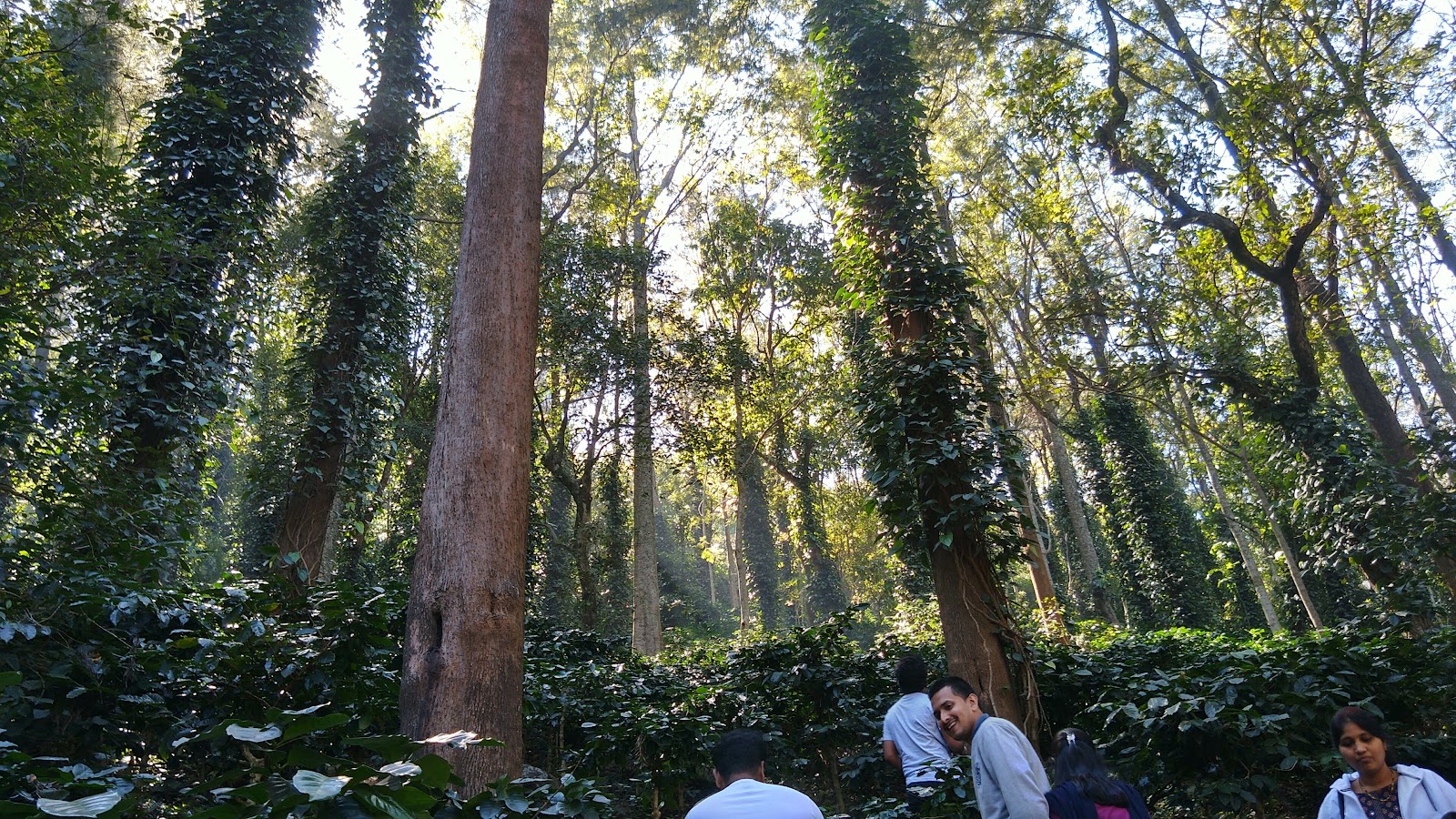 Coffee Plantations of Araku