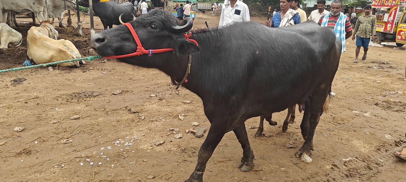 Local Village Markets Kothavalasa
