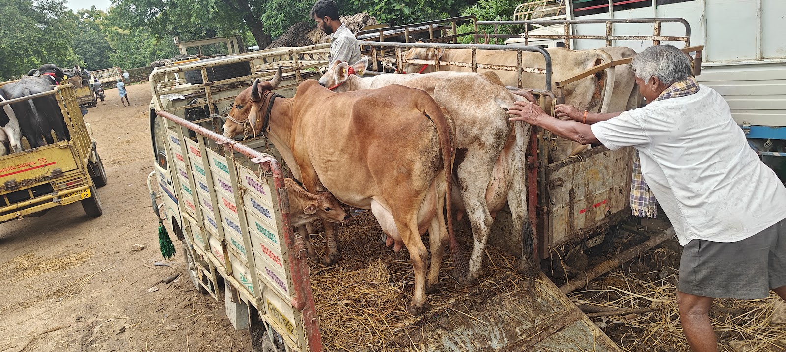 Local Village Markets Kothavalasa