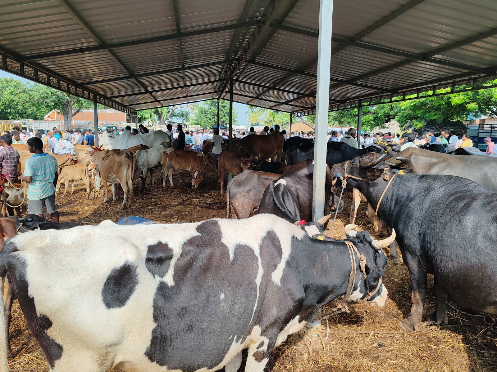 Local Village Markets Kothavalasa