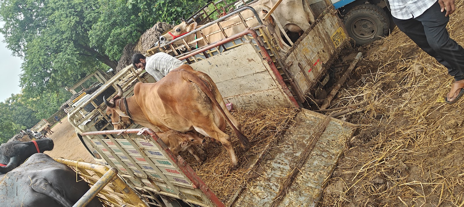 Local Village Markets Kothavalasa
