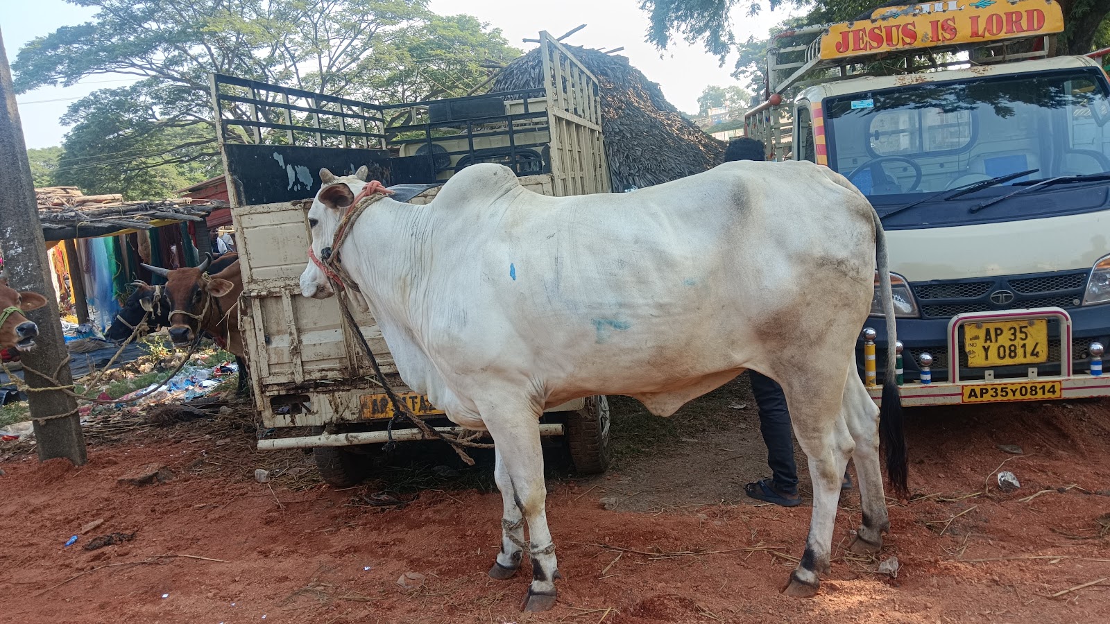Local Village Markets Kothavalasa