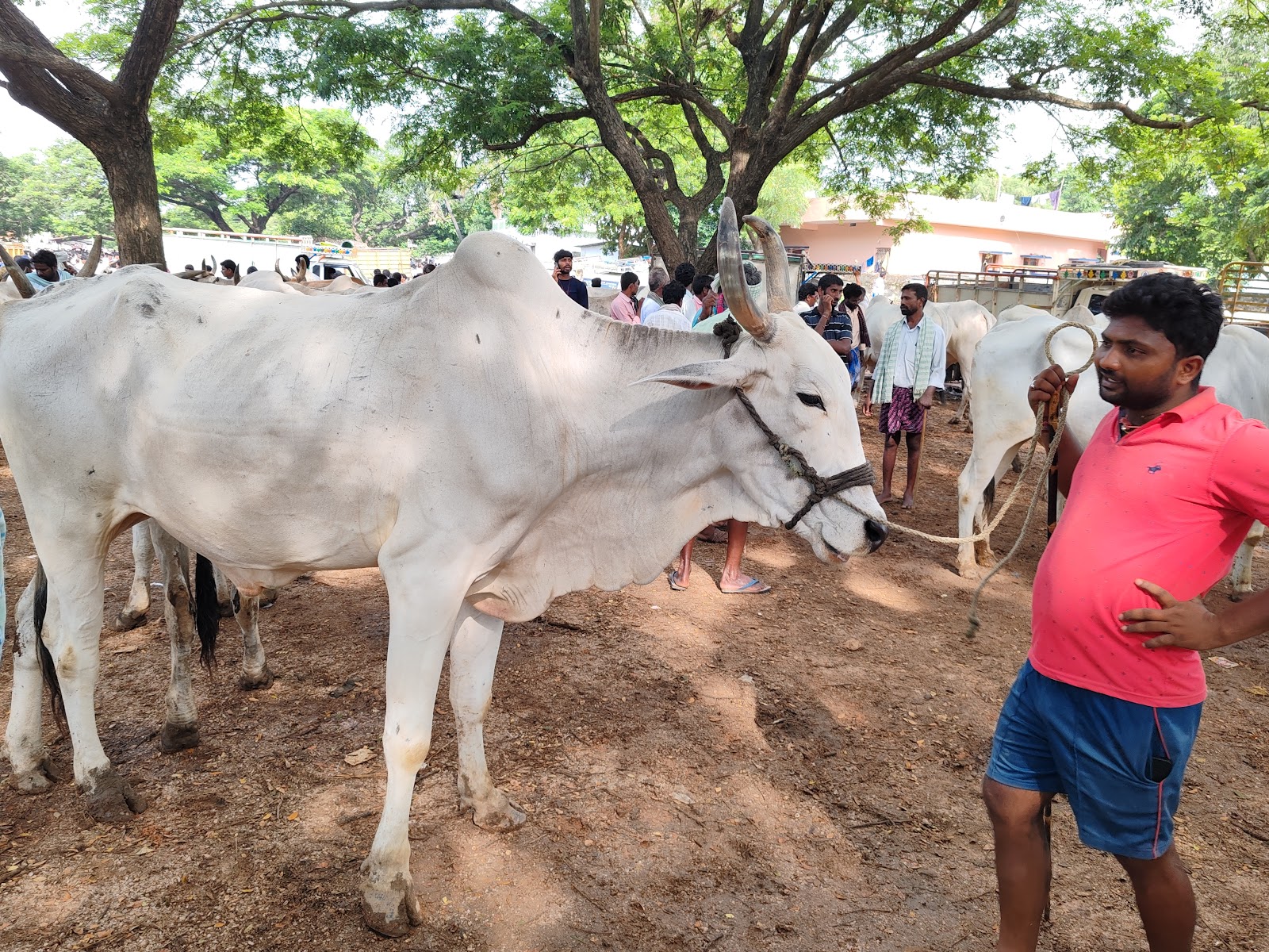 Local Village Markets Kothavalasa