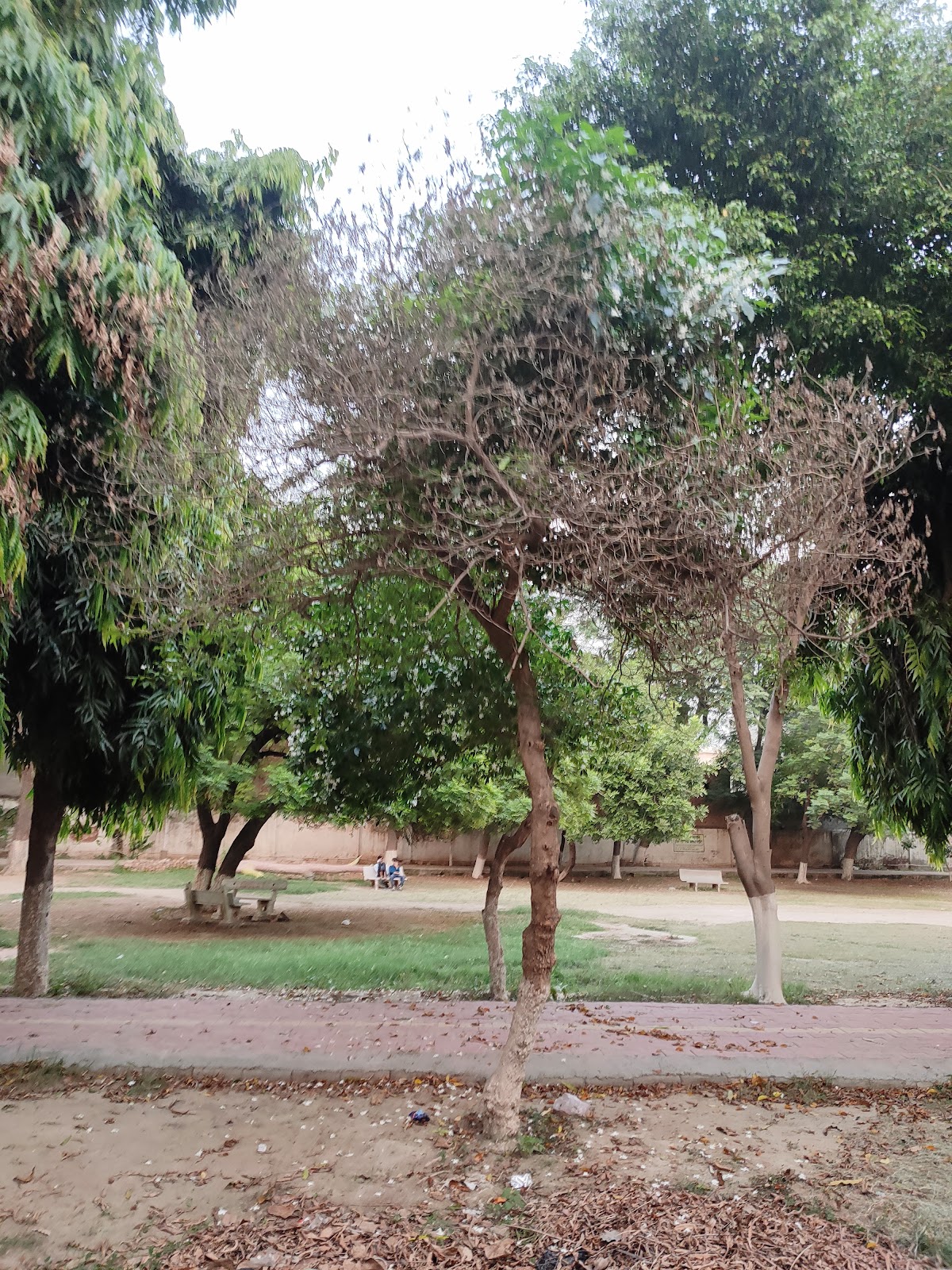 Local Park