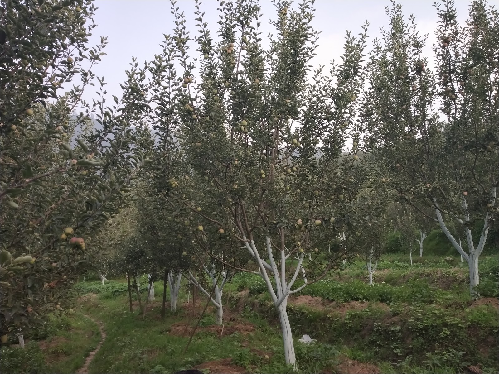 Kotkhai Apple Orchards