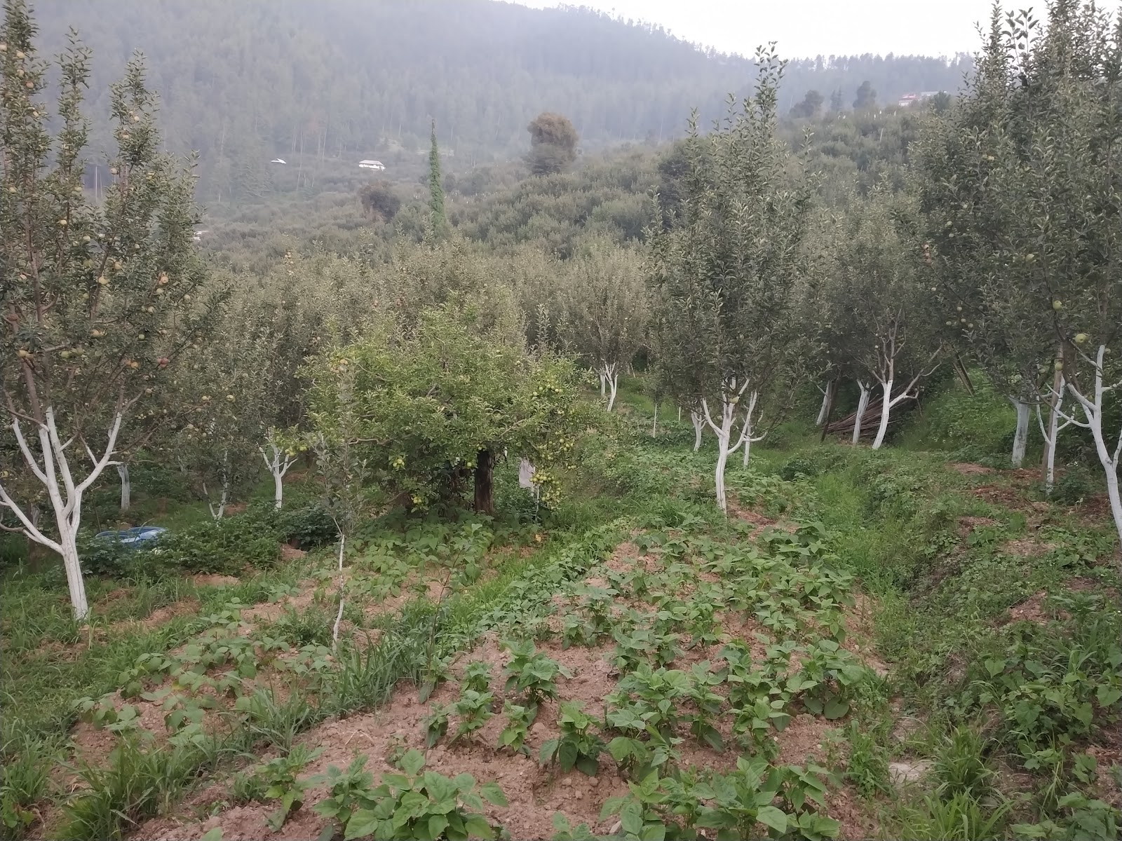 Kotkhai Apple Orchards