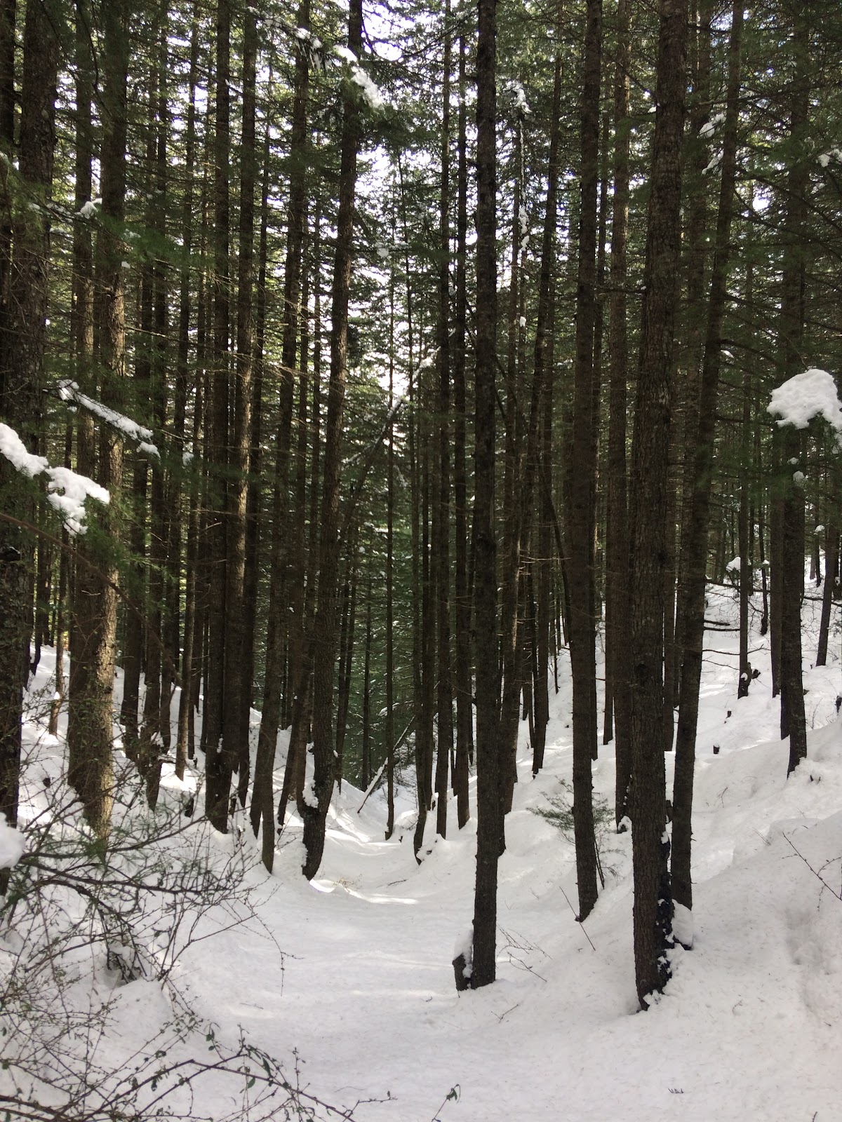 Kotkhai Apple Orchards