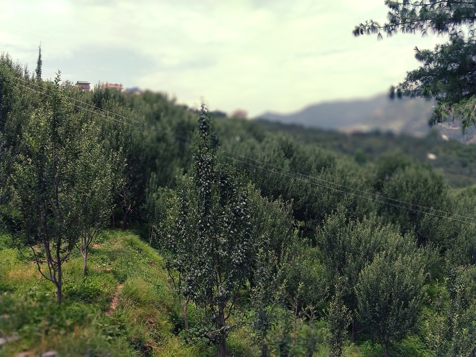 Kotkhai Apple Orchards