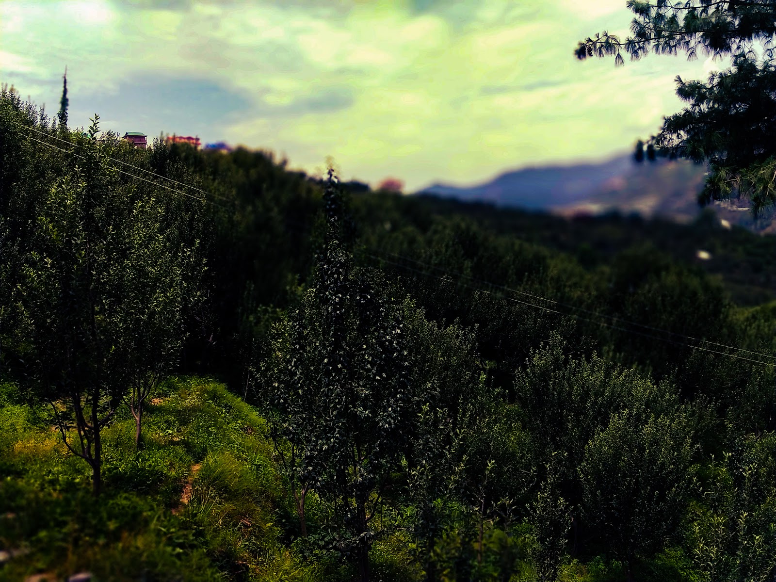 Kotkhai Apple Orchards