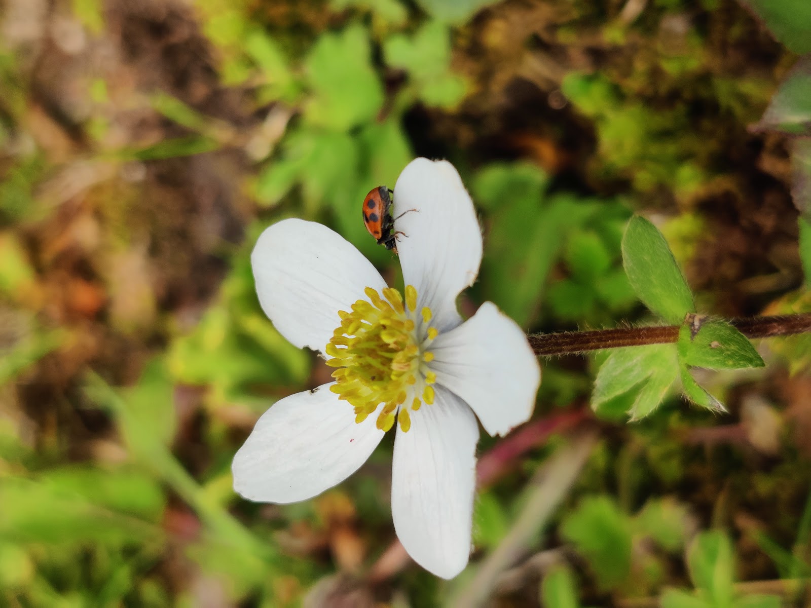 Sunset Point Kotkhai