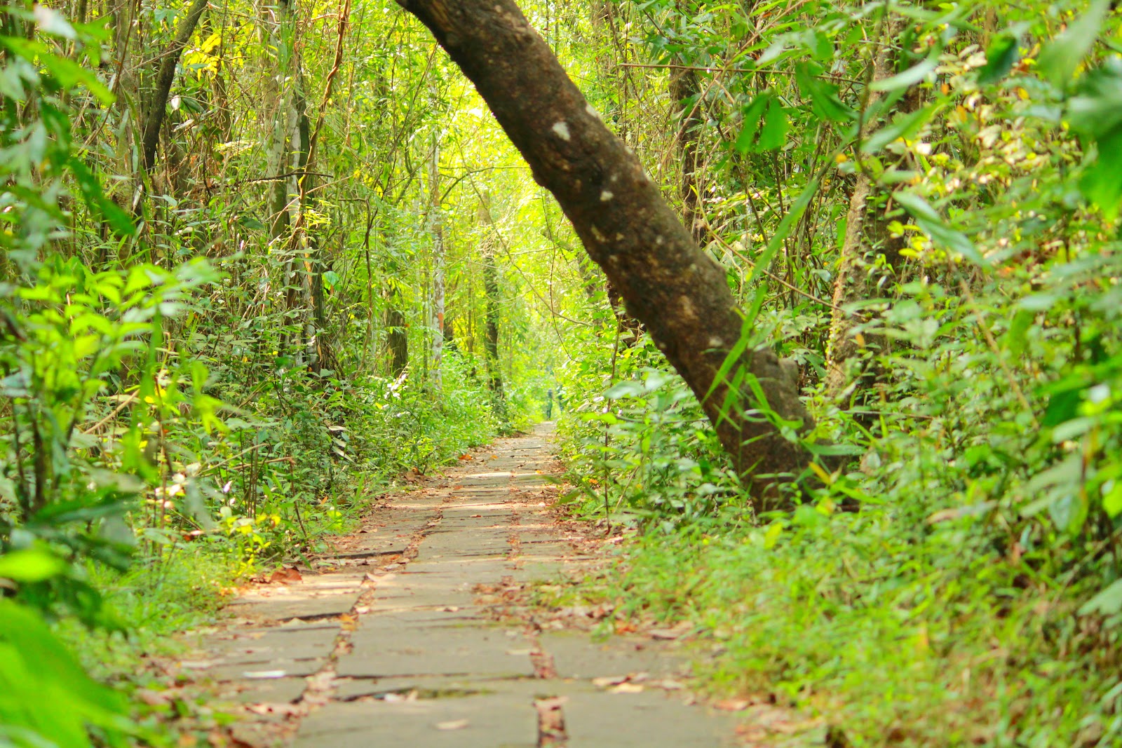 Kumarakom Bird Sanctuary