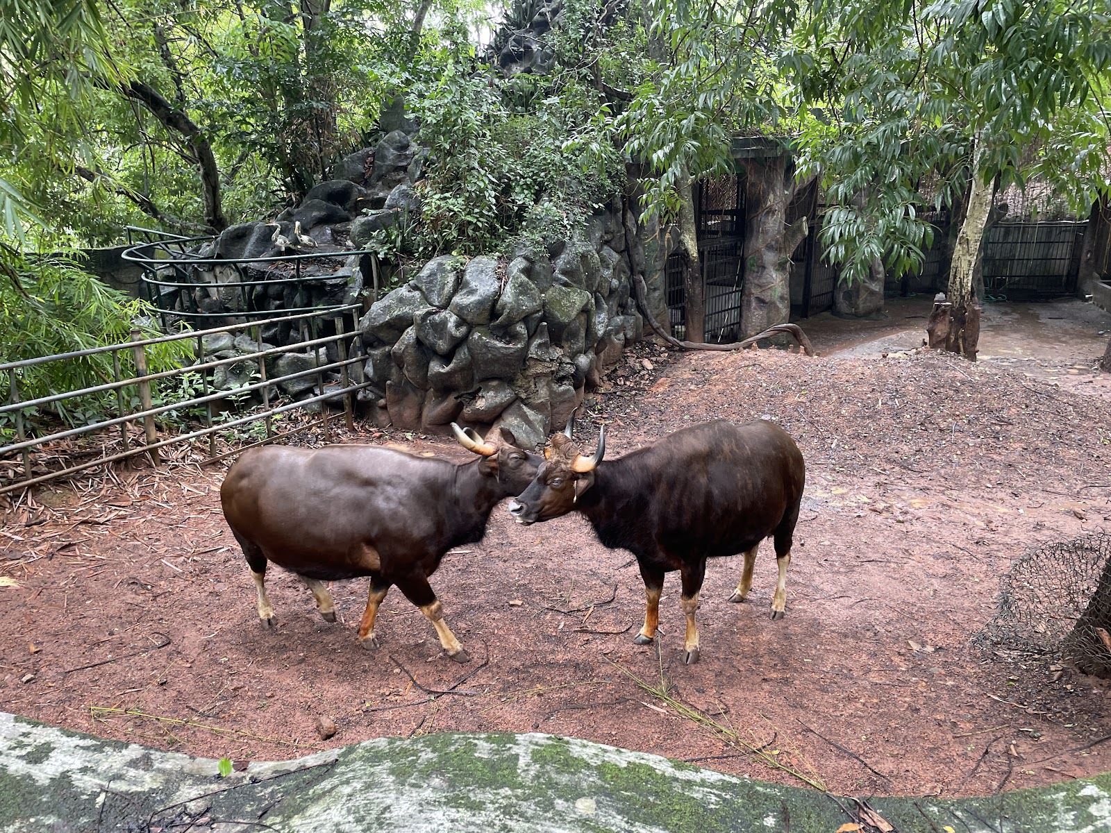 Thiruvananthapuram Zoo