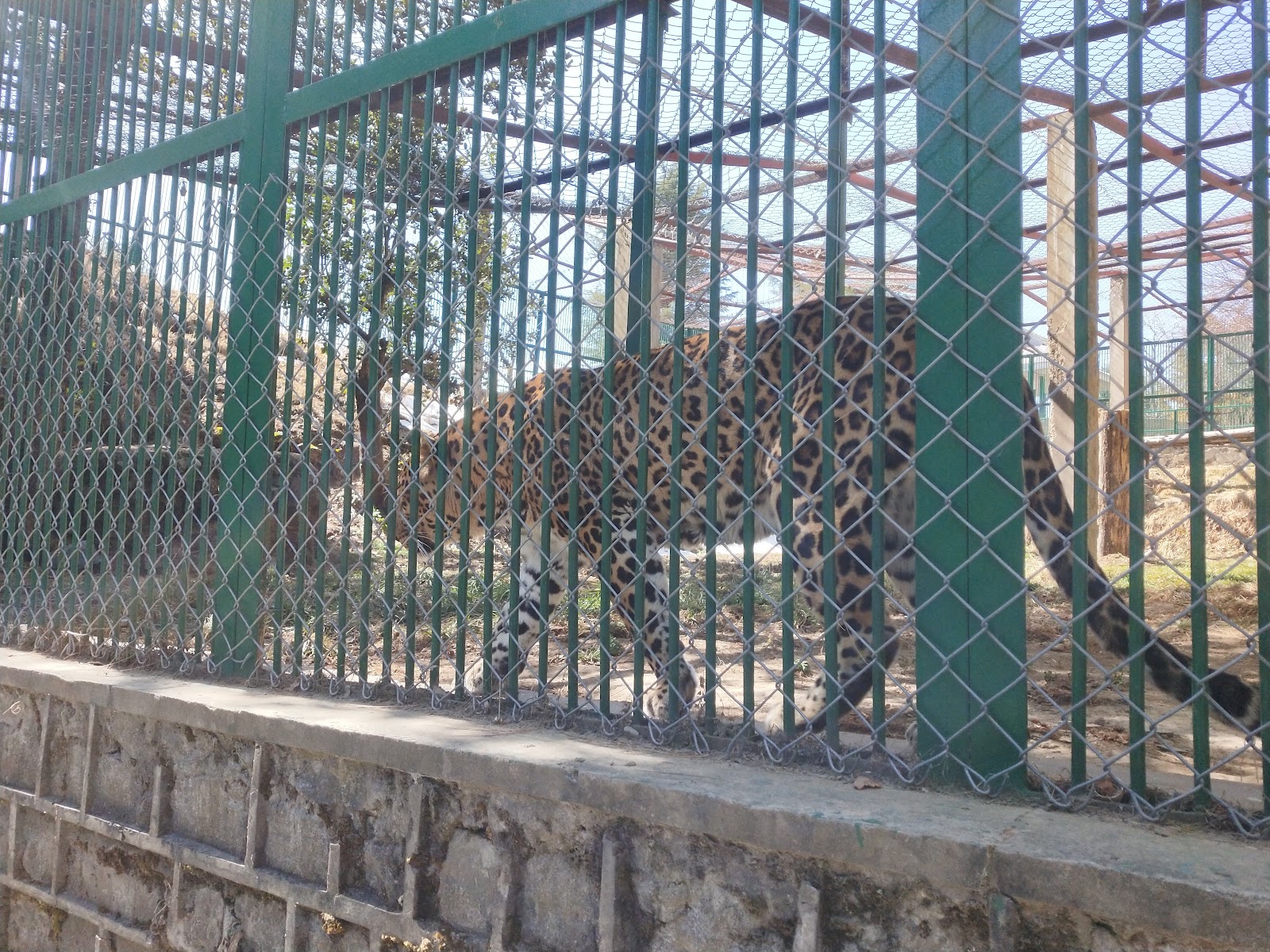 Kufri Zoo