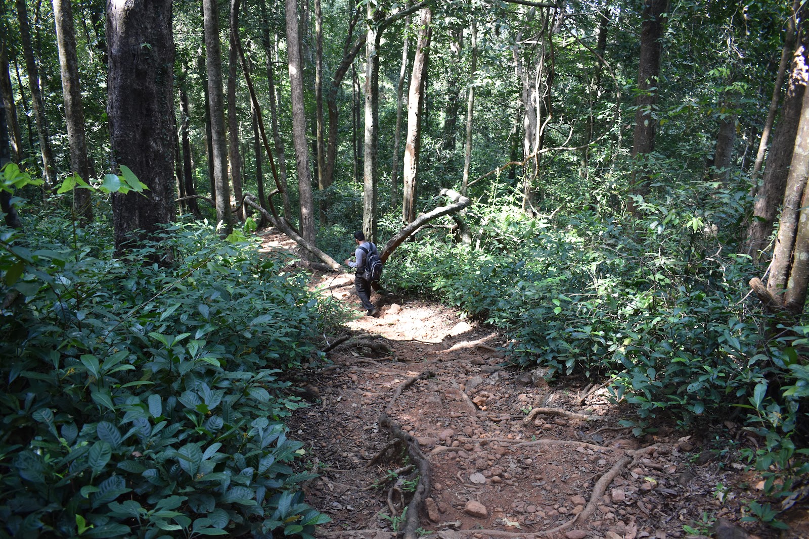 Kumaraparvatha Trek