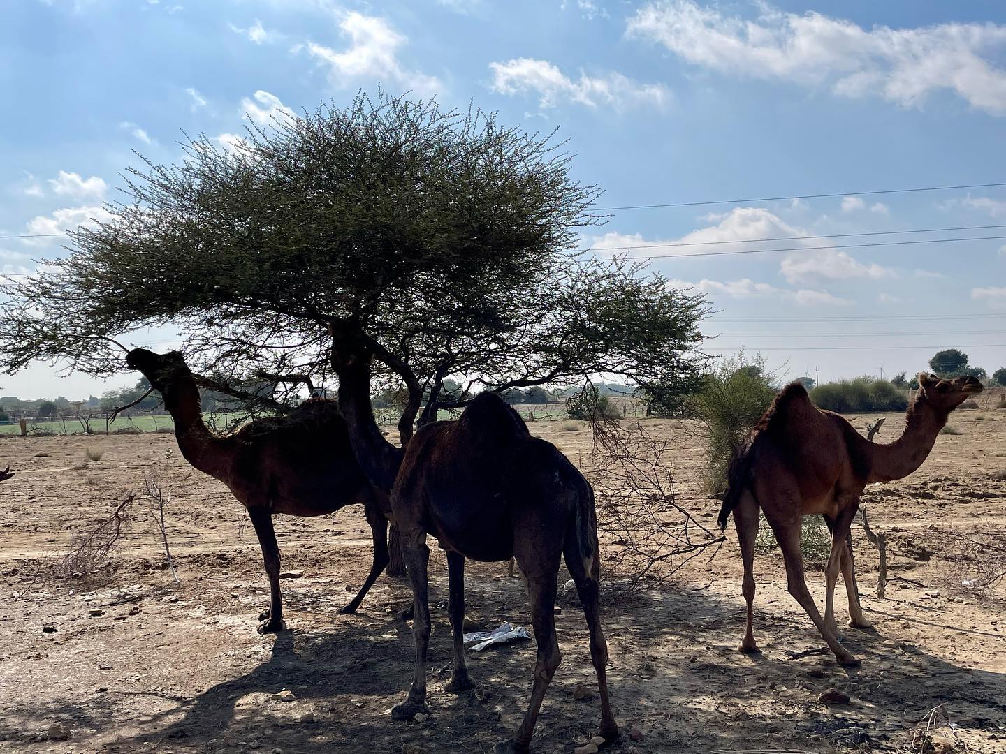 Desert National Park