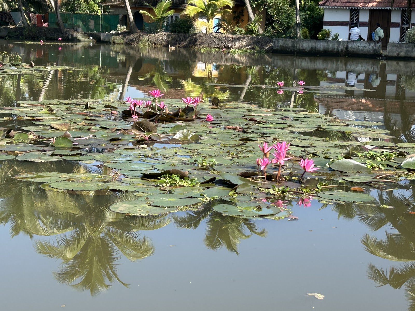 Kumarakom Backwaters