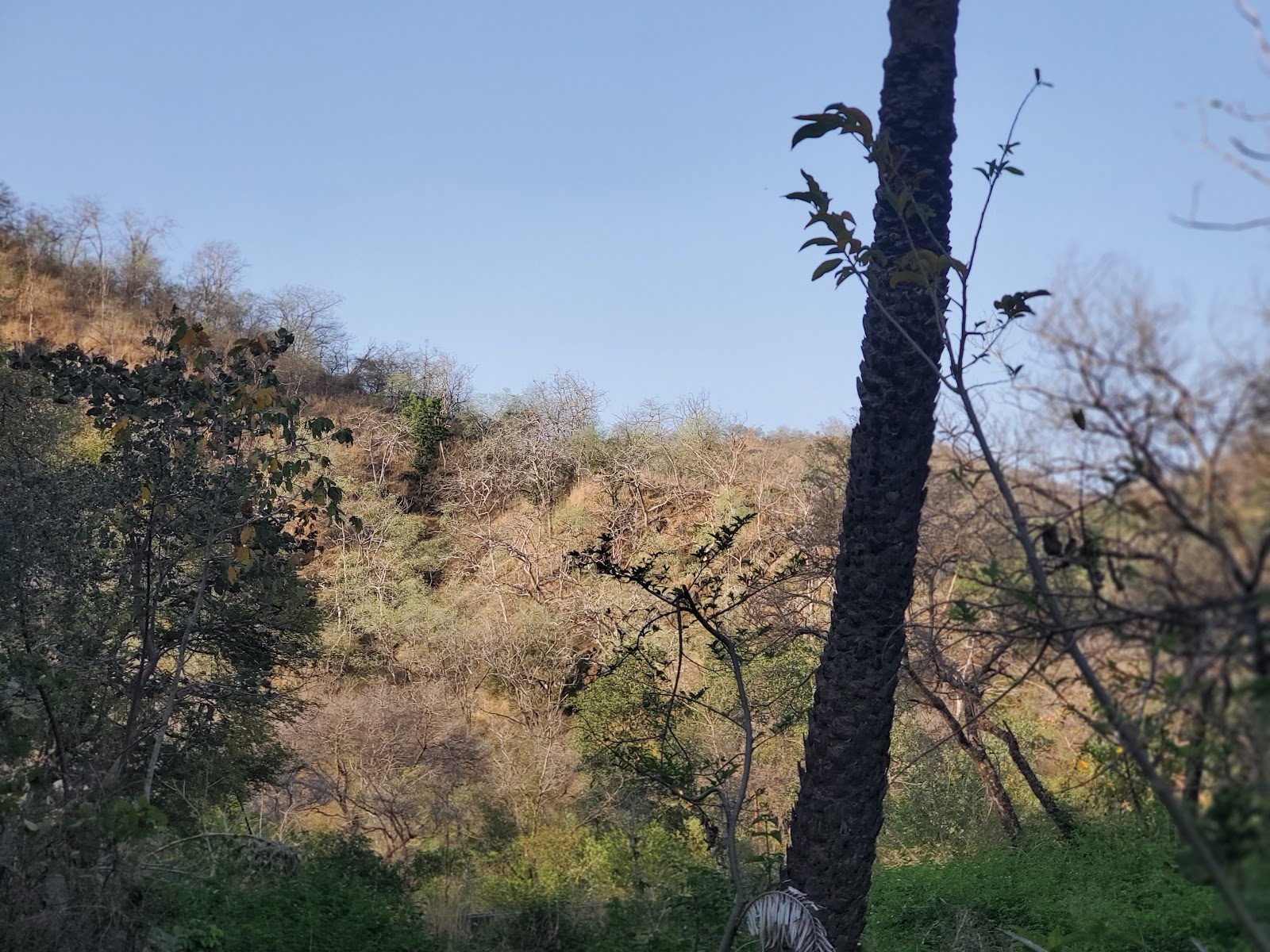 Kumbhalgarh Wildlife Sanctuary Checkpost