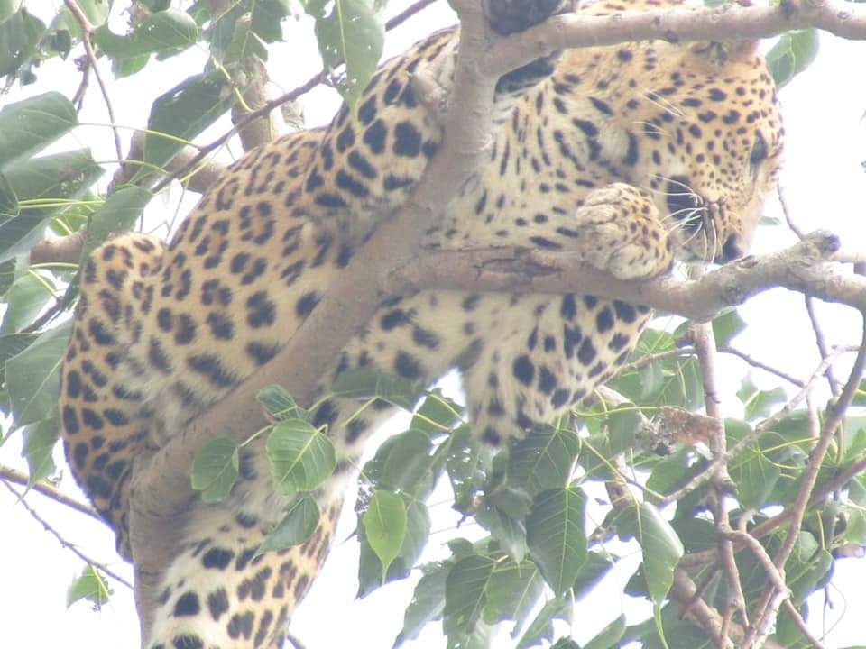 Kumbhalgarh Leopard Reserve