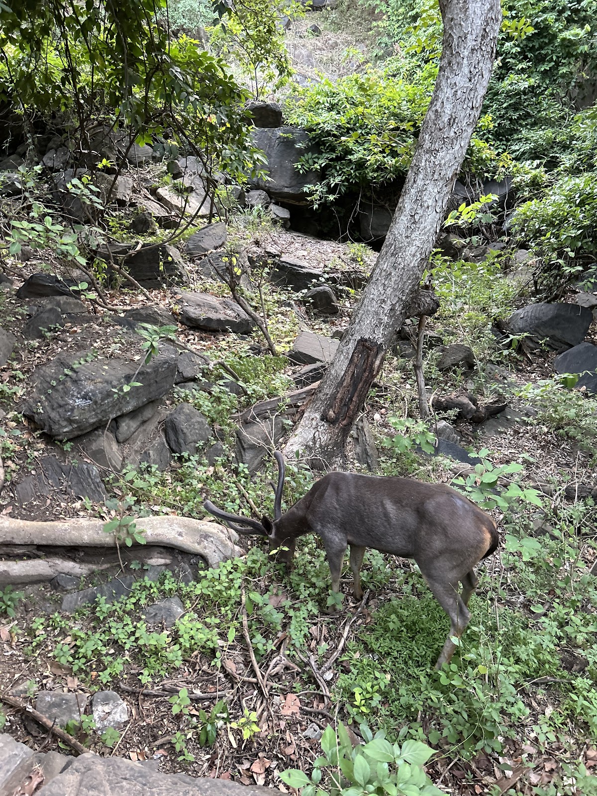 Kumbhalgarh Leopard Reserve