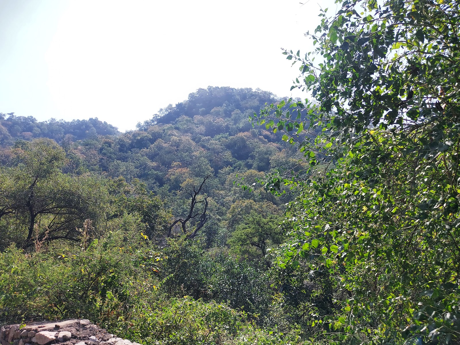 Kumbhalgarh Leopard Reserve