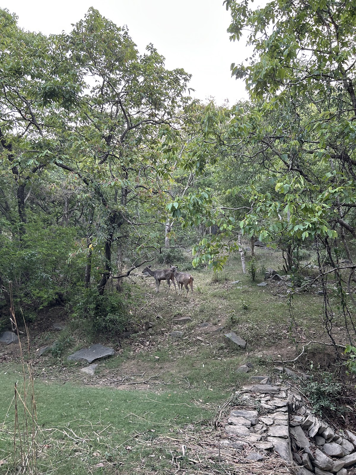Kumbhalgarh Leopard Reserve