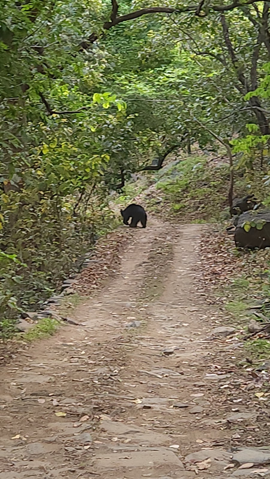 Kumbhalgarh Leopard Reserve