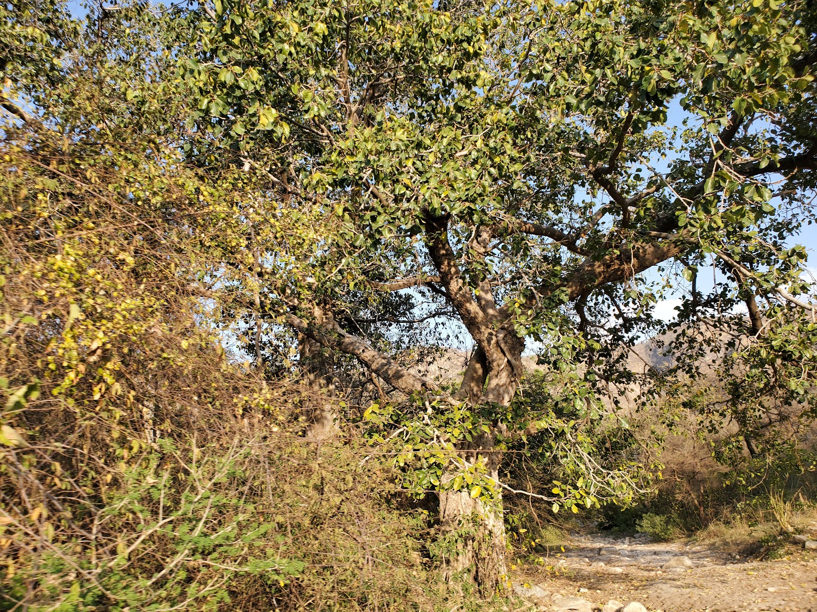 Kumbhalgarh Wildlife Sanctuary Checkpost
