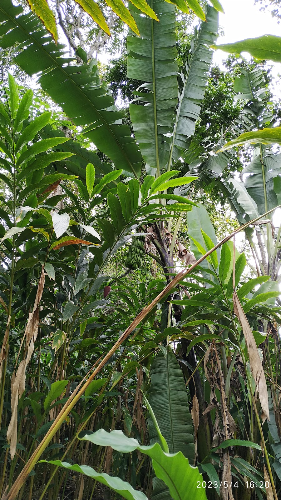 Abraham Spice Garden