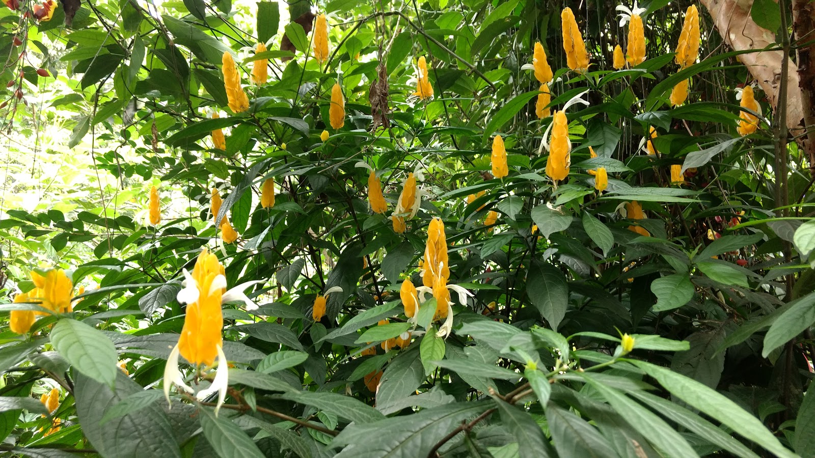 Abraham Spice Garden