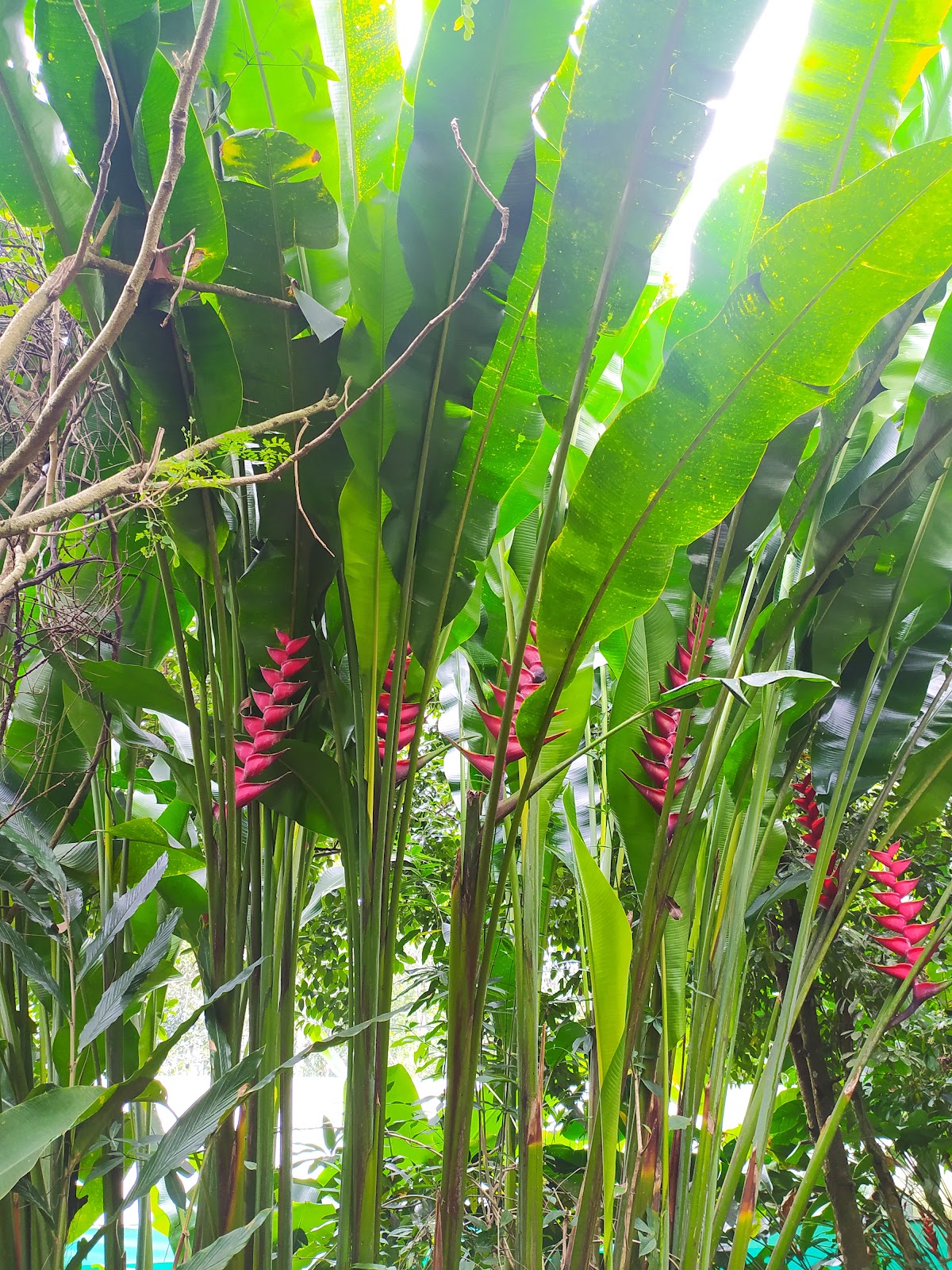 Abraham Spice Garden