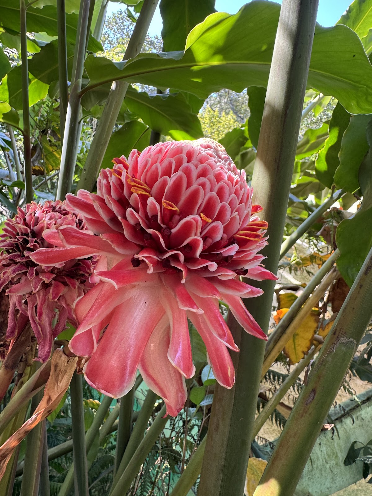 Abraham Spice Garden