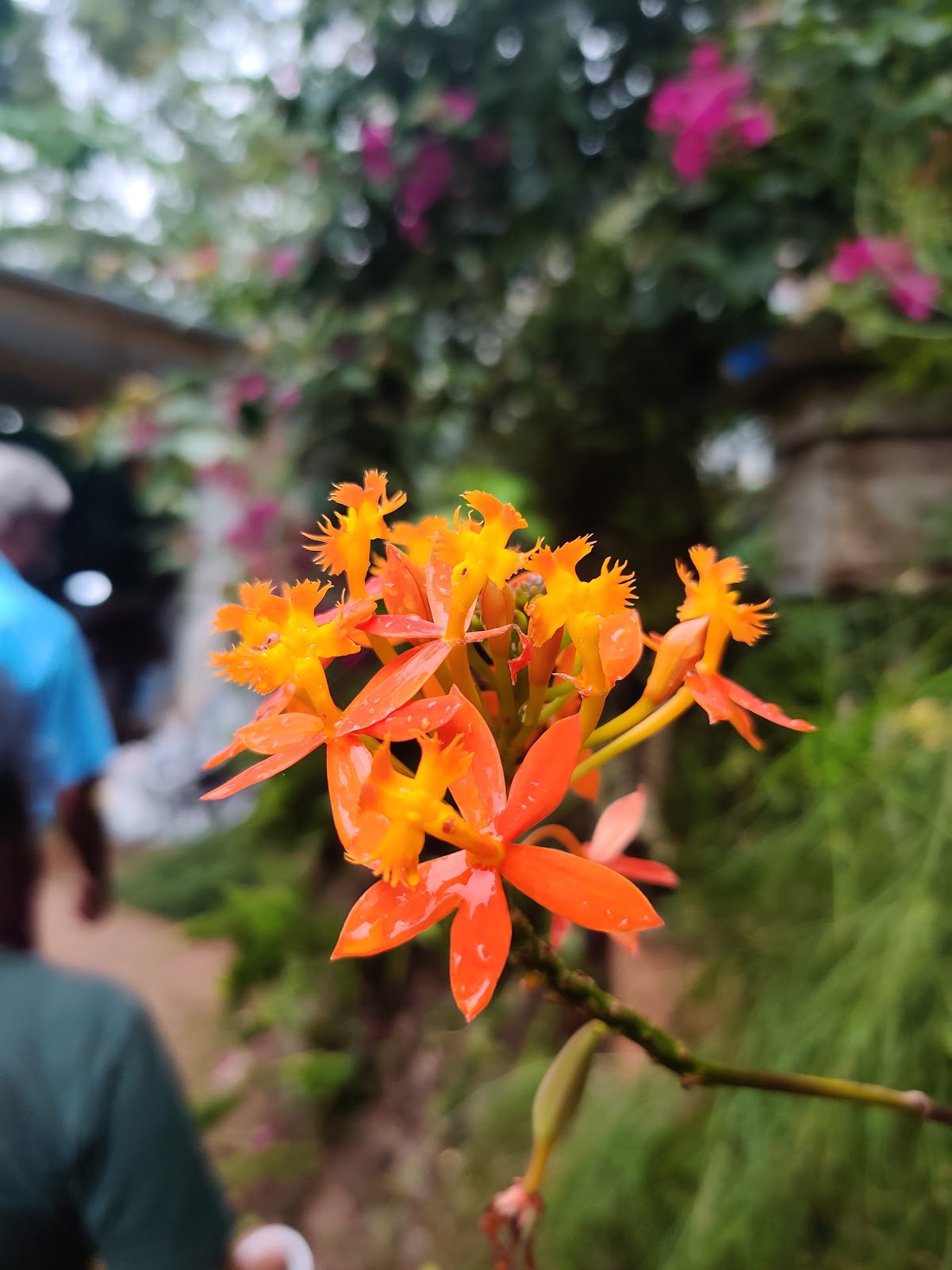 Abraham Spice Garden