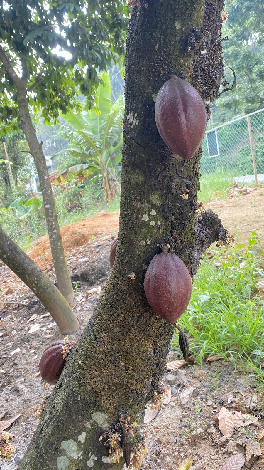 Abraham Spice Garden