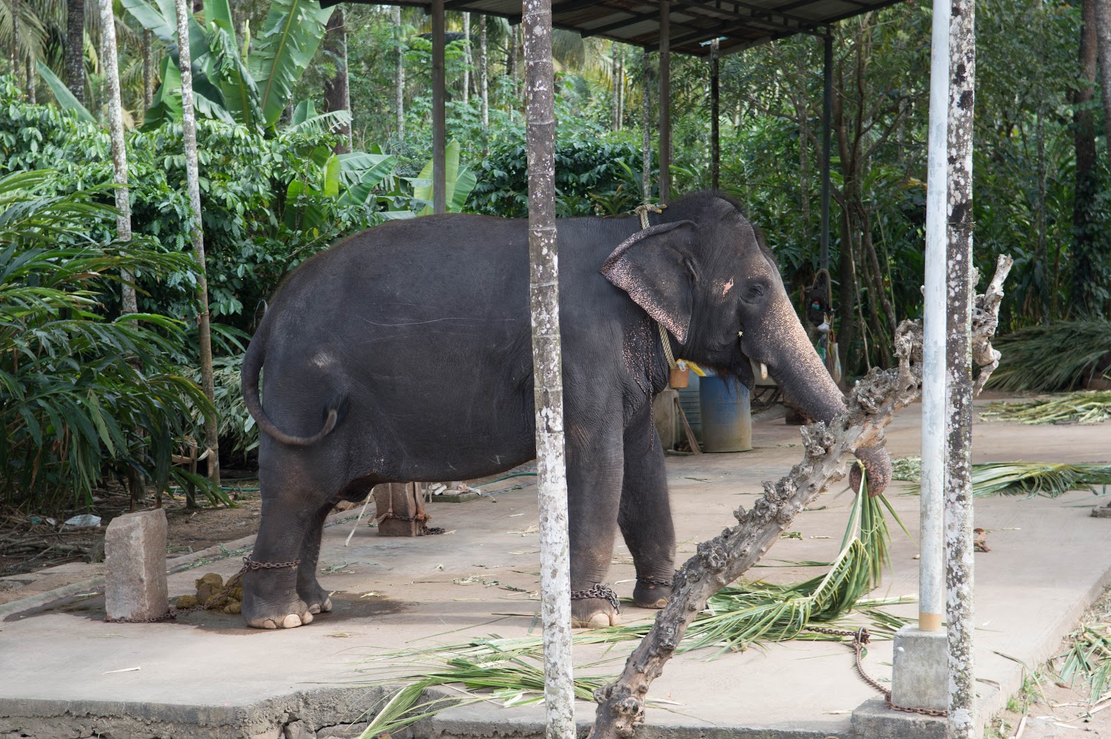 Elephant Junction Thekkady
