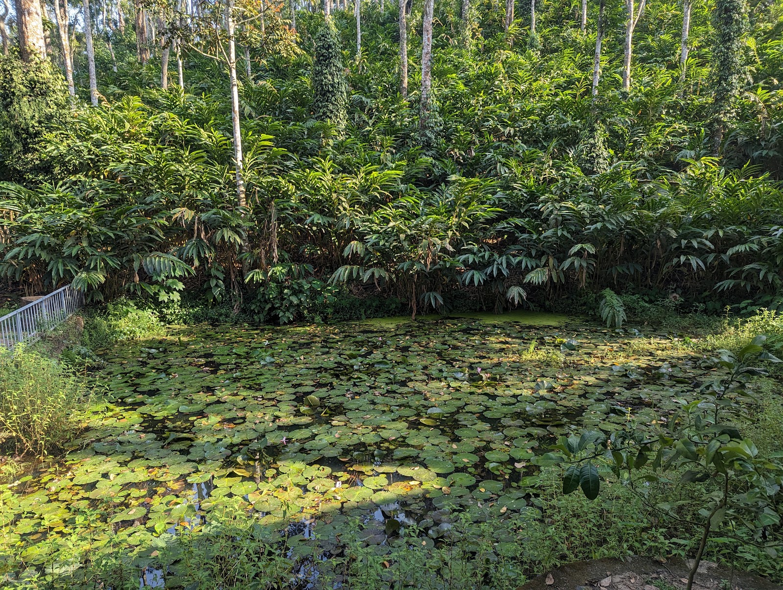 Elephant Junction Thekkady