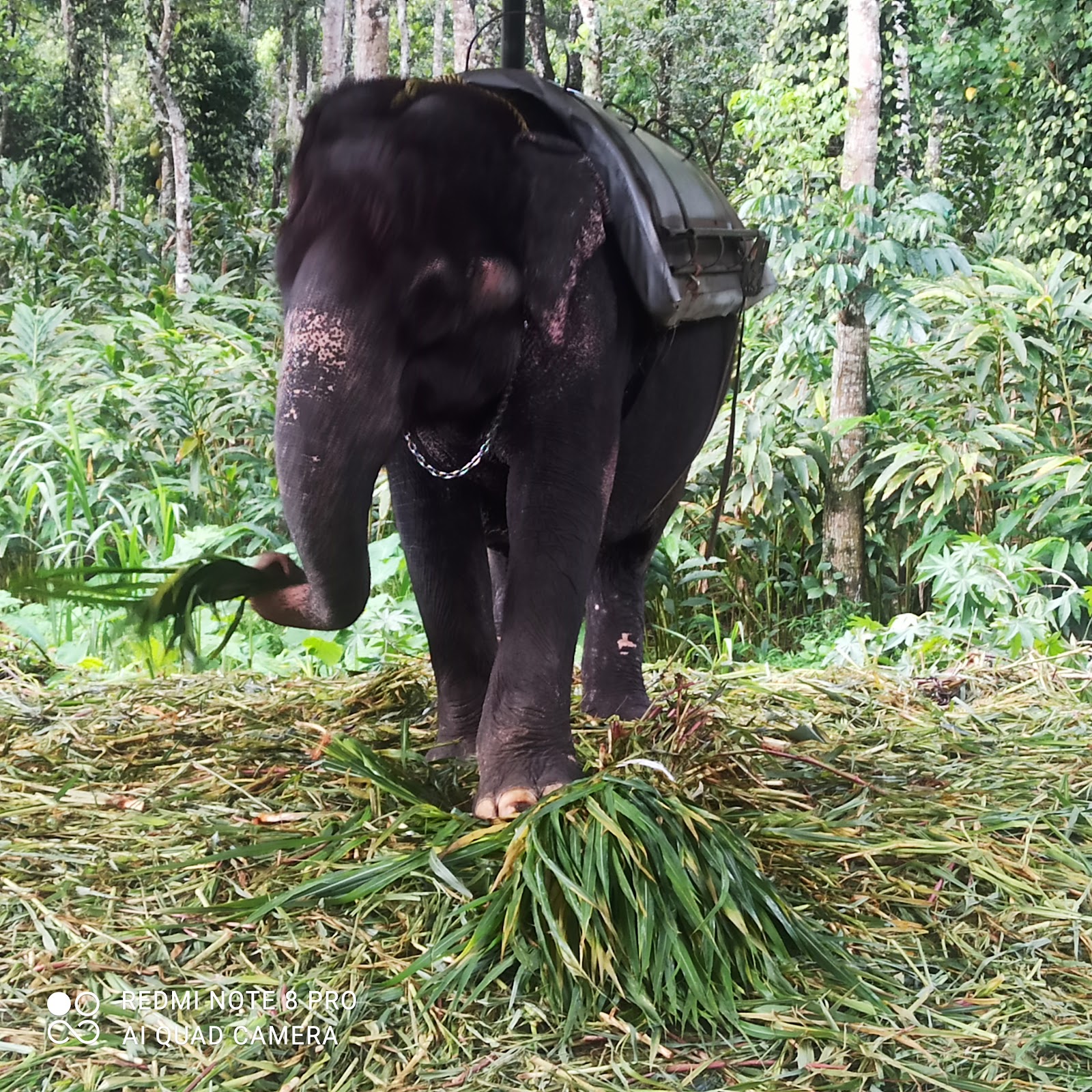 Elephant Junction Thekkady