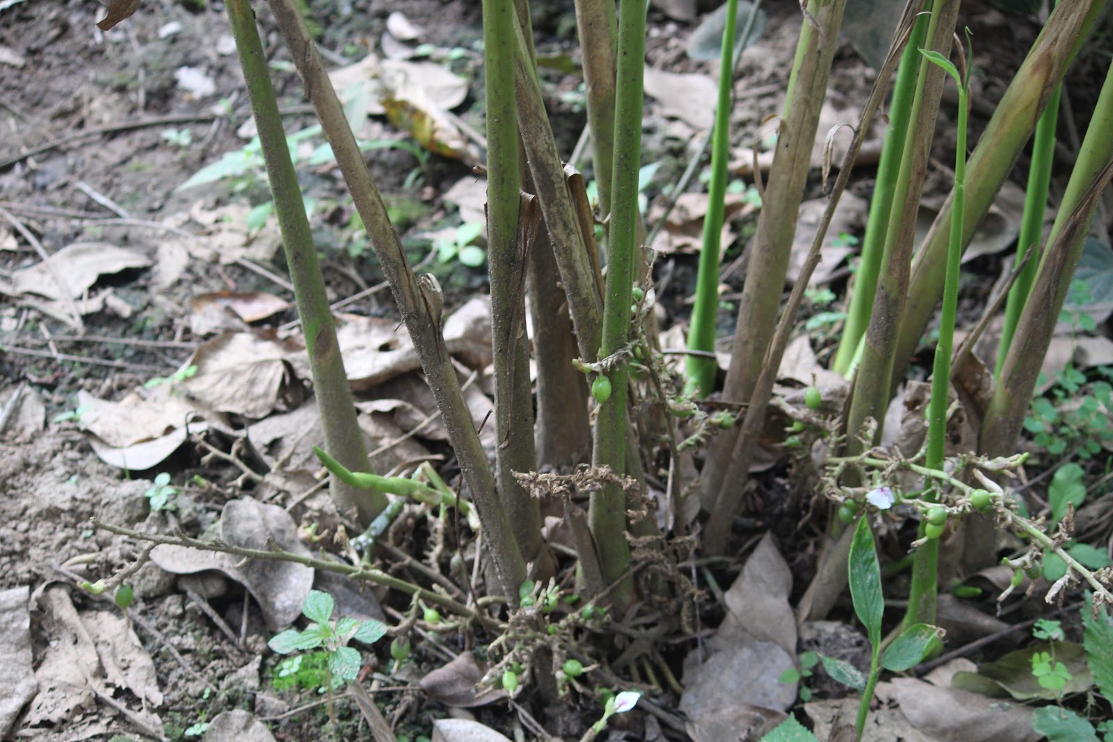 Green Park Ayurvedic and Spice Plantation