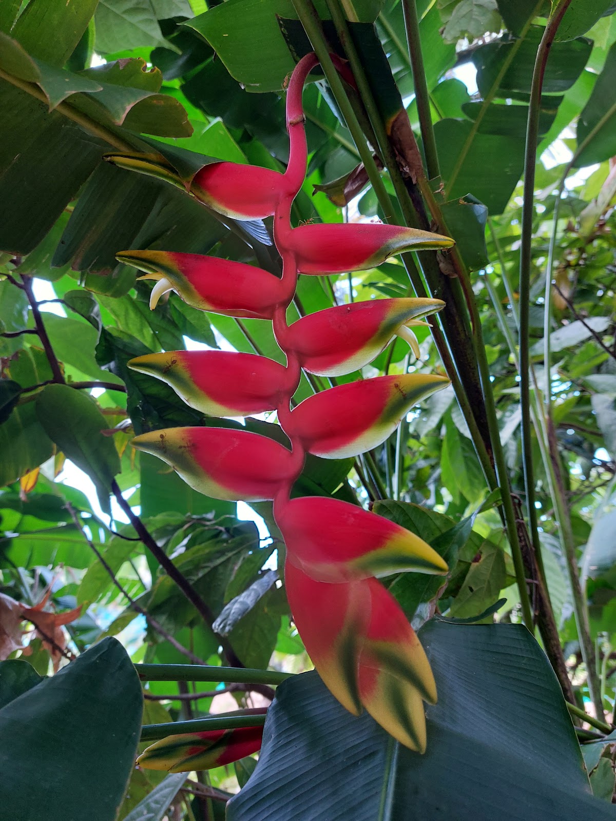 Green Park Ayurvedic and Spice Plantation