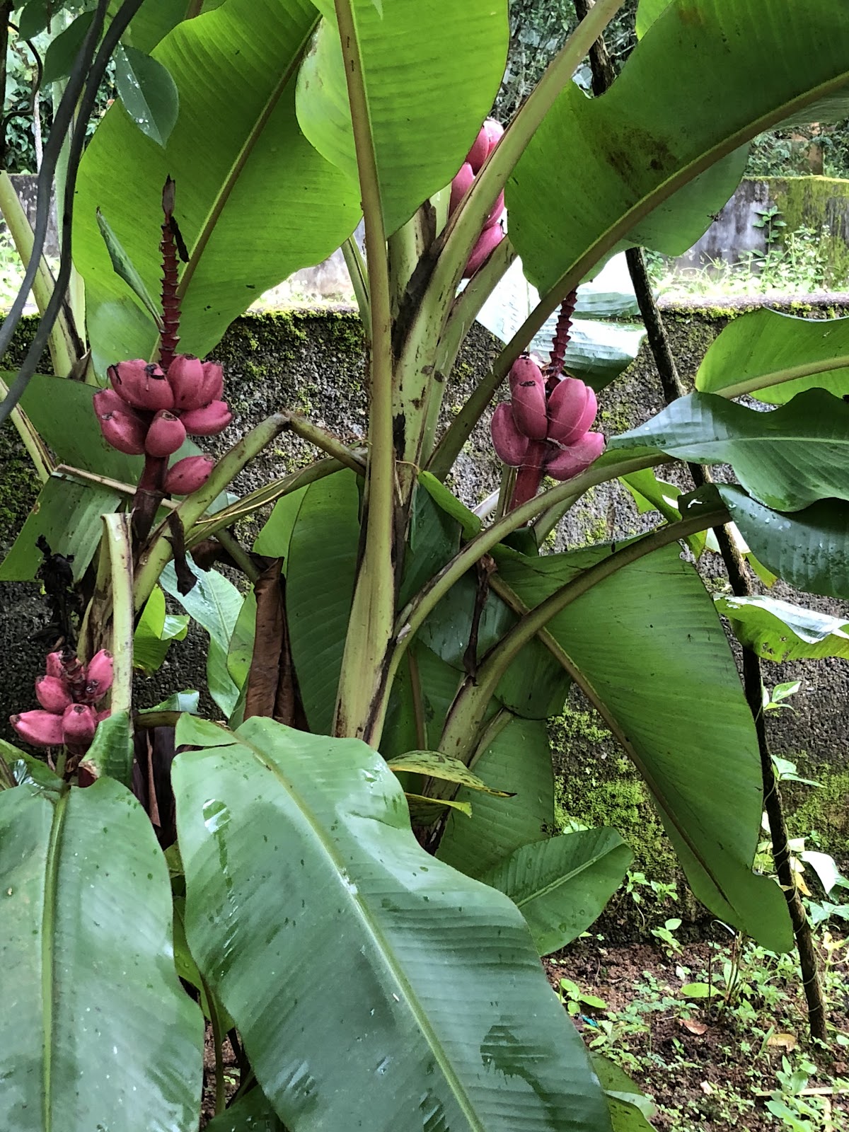 Green Park Ayurvedic and Spice Plantation