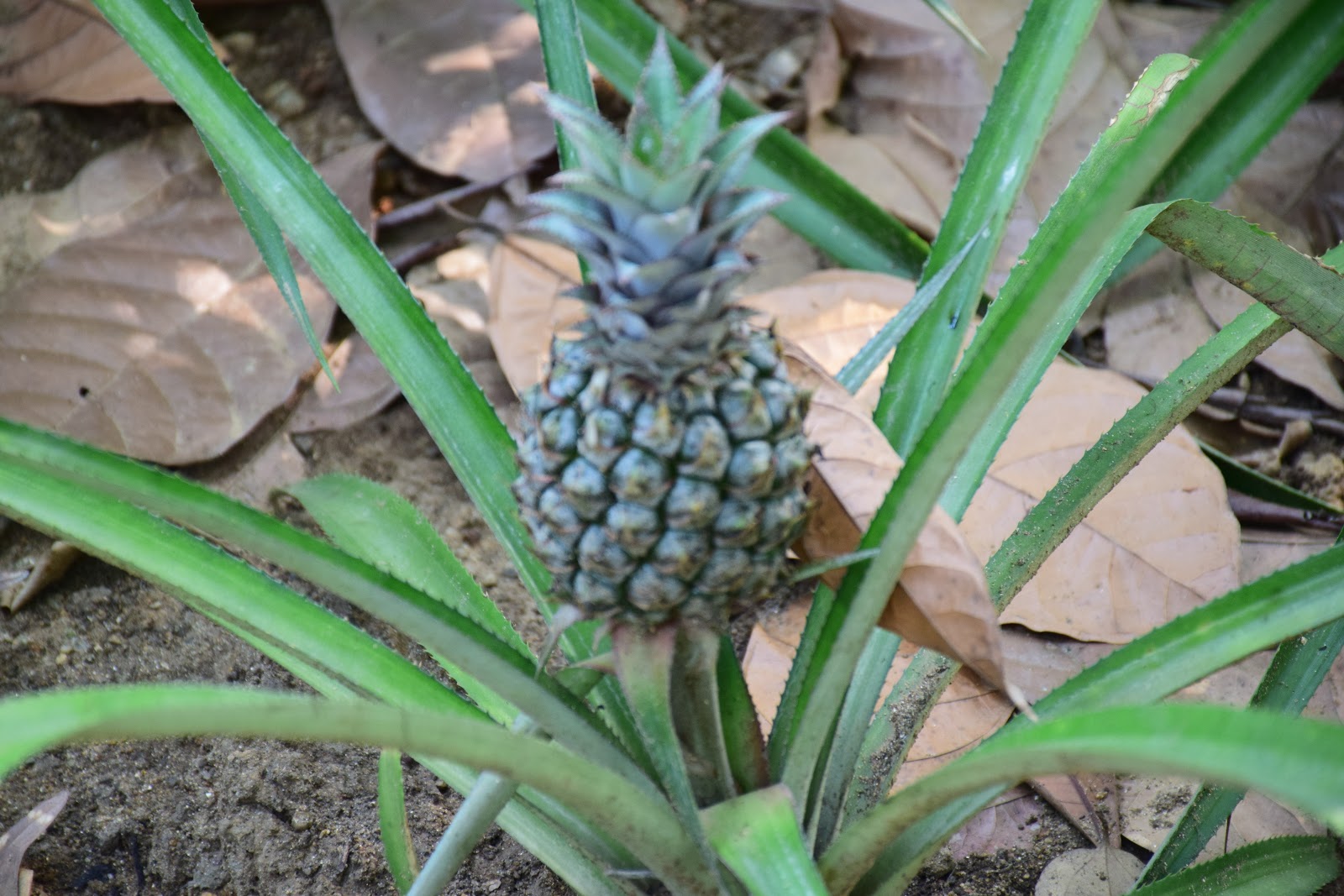 Green Park Ayurvedic and Spice Plantation