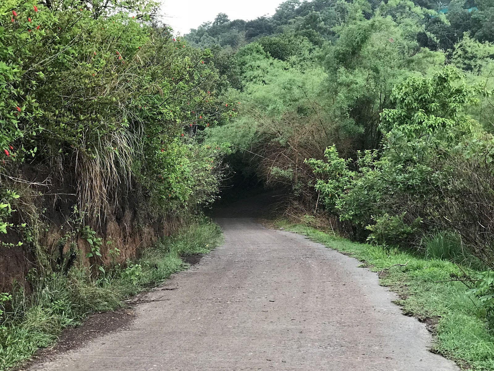 Pandikuzhi Waterfalls
