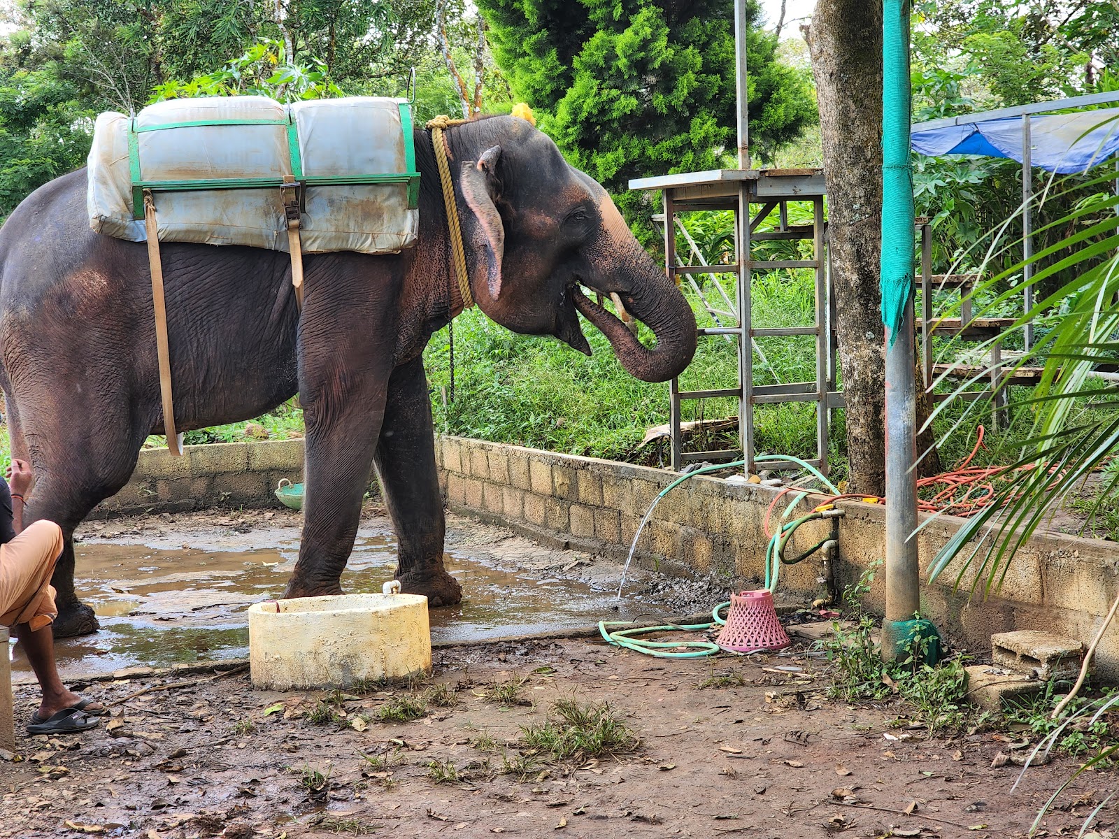 Pandikuzhi Waterfalls