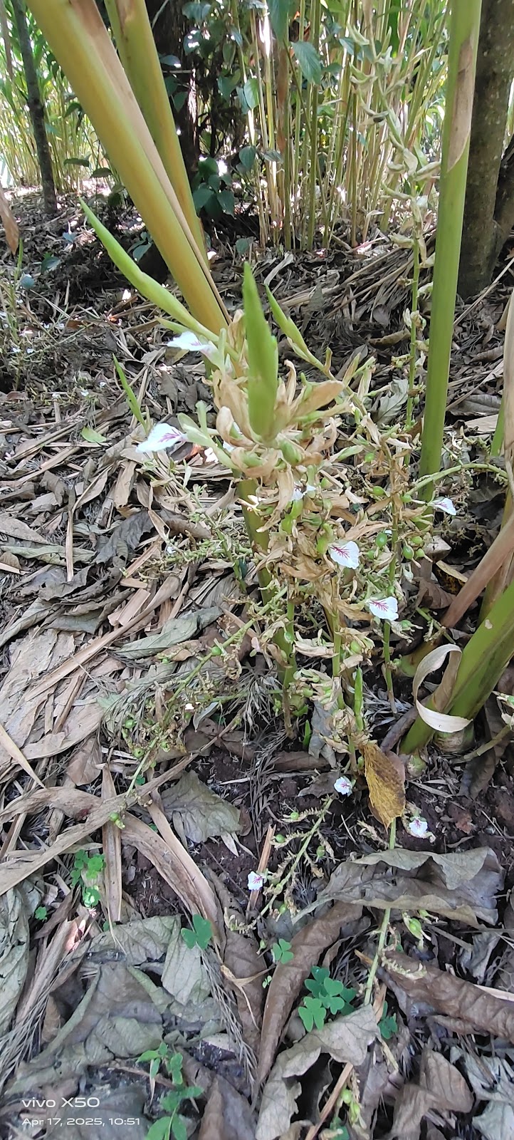 Pandikuzhi Waterfalls