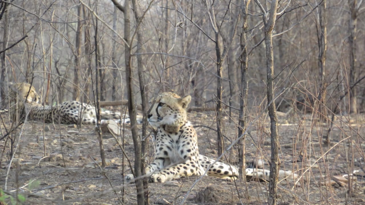 Kuno Wildlife Sanctuary Visitor Centre